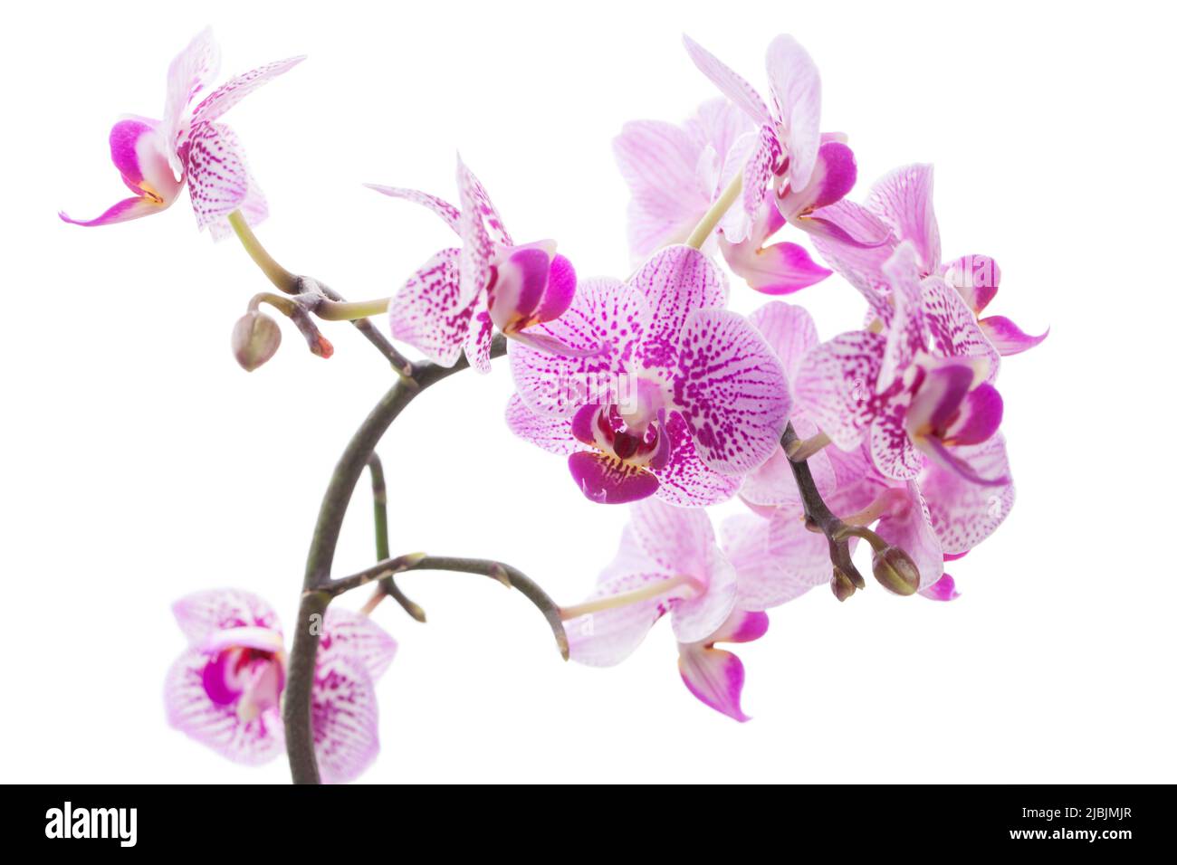 Beautiful pink orchids isolated on white background Stock Photo - Alamy