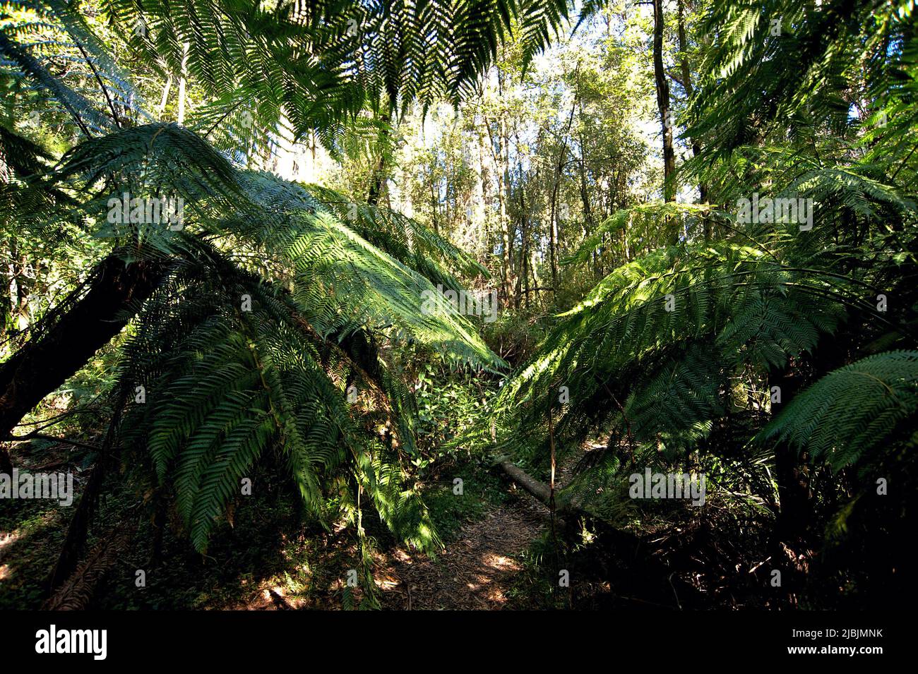 The Dandenong ranges National Park is renowned for its Tree Ferns. This narrow path was almost overwhelmed by them. Near Upper Ferntree Gully. Stock Photo