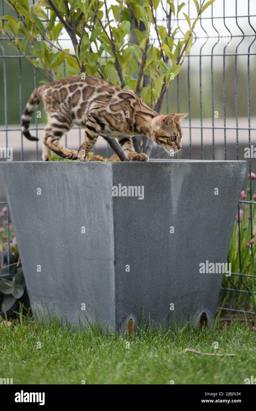 Young bengal cat in a garden Stock Photo