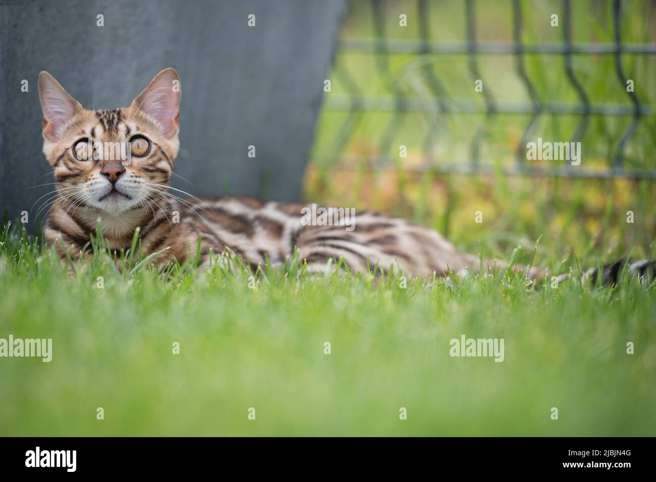 Young bengal cat on green grass Stock Photo