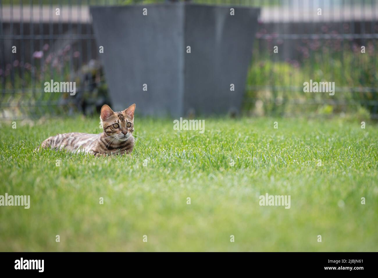 Young bengal cat on green grass Stock Photo