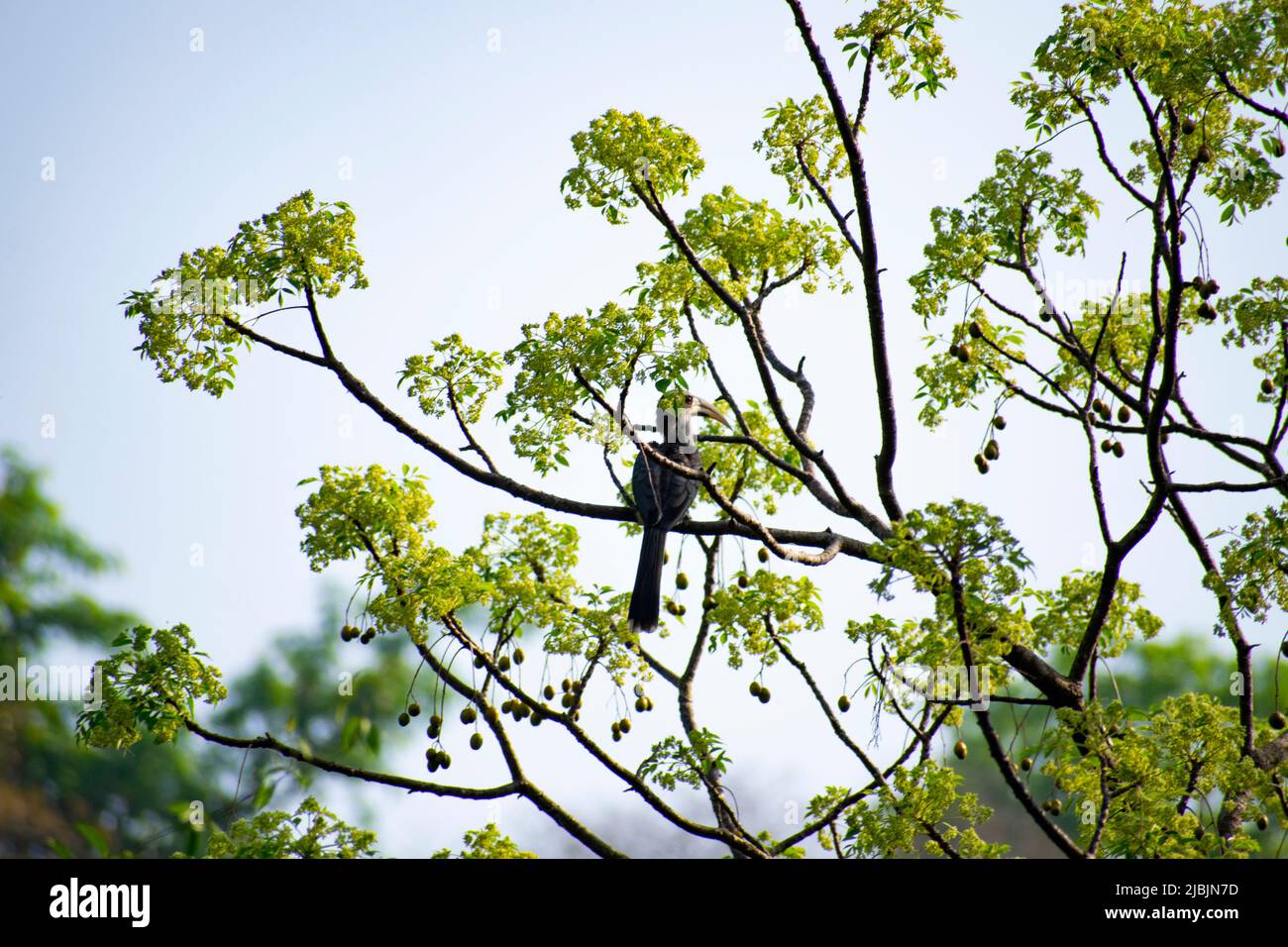 grey hornbill Stock Photo