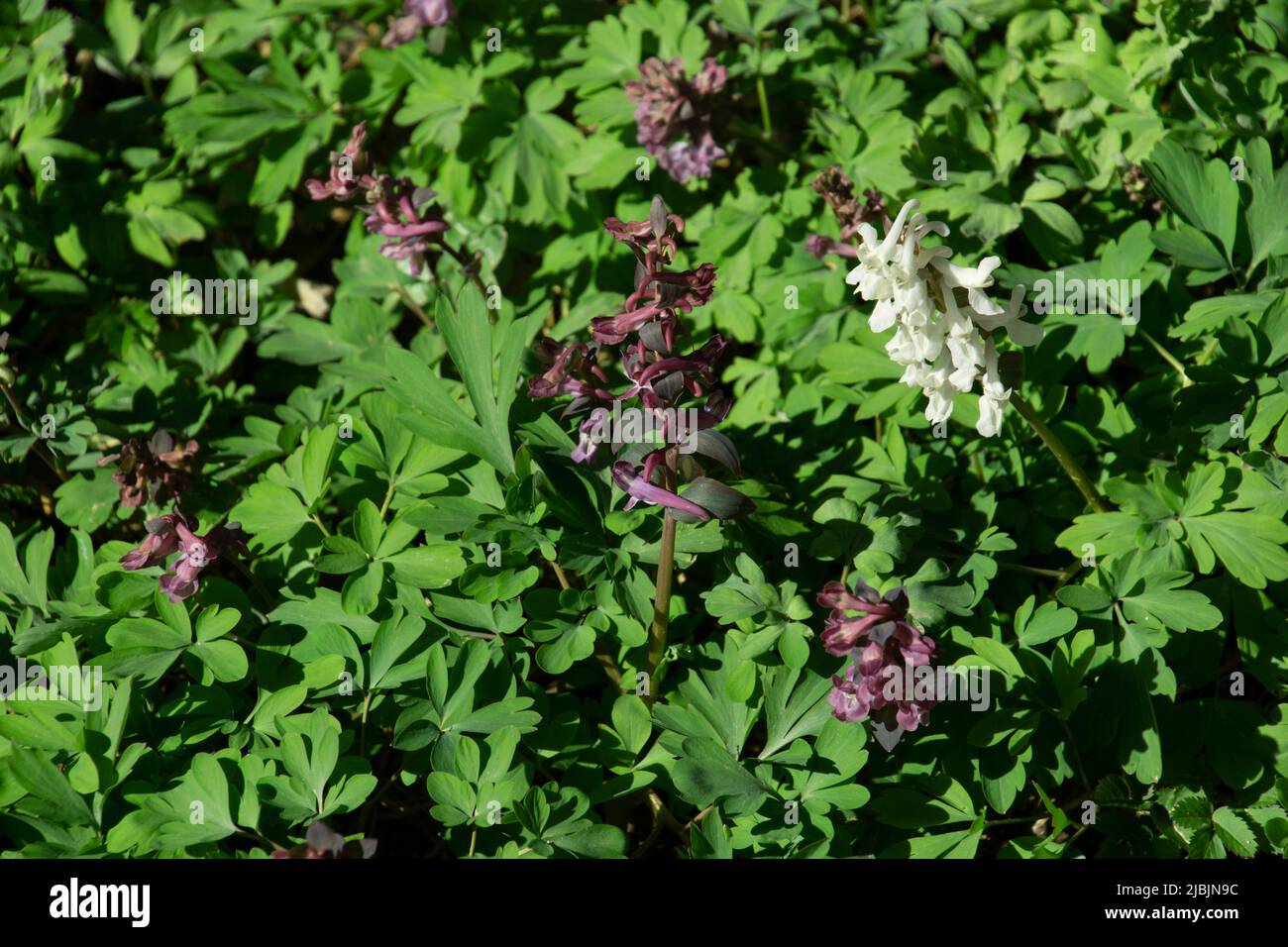 corydalis spring flowers in the half-shade area of the forest Stock Photo
