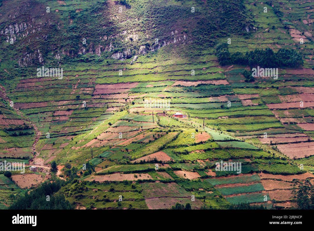 potato fields, southern Uganda Stock Photo Alamy