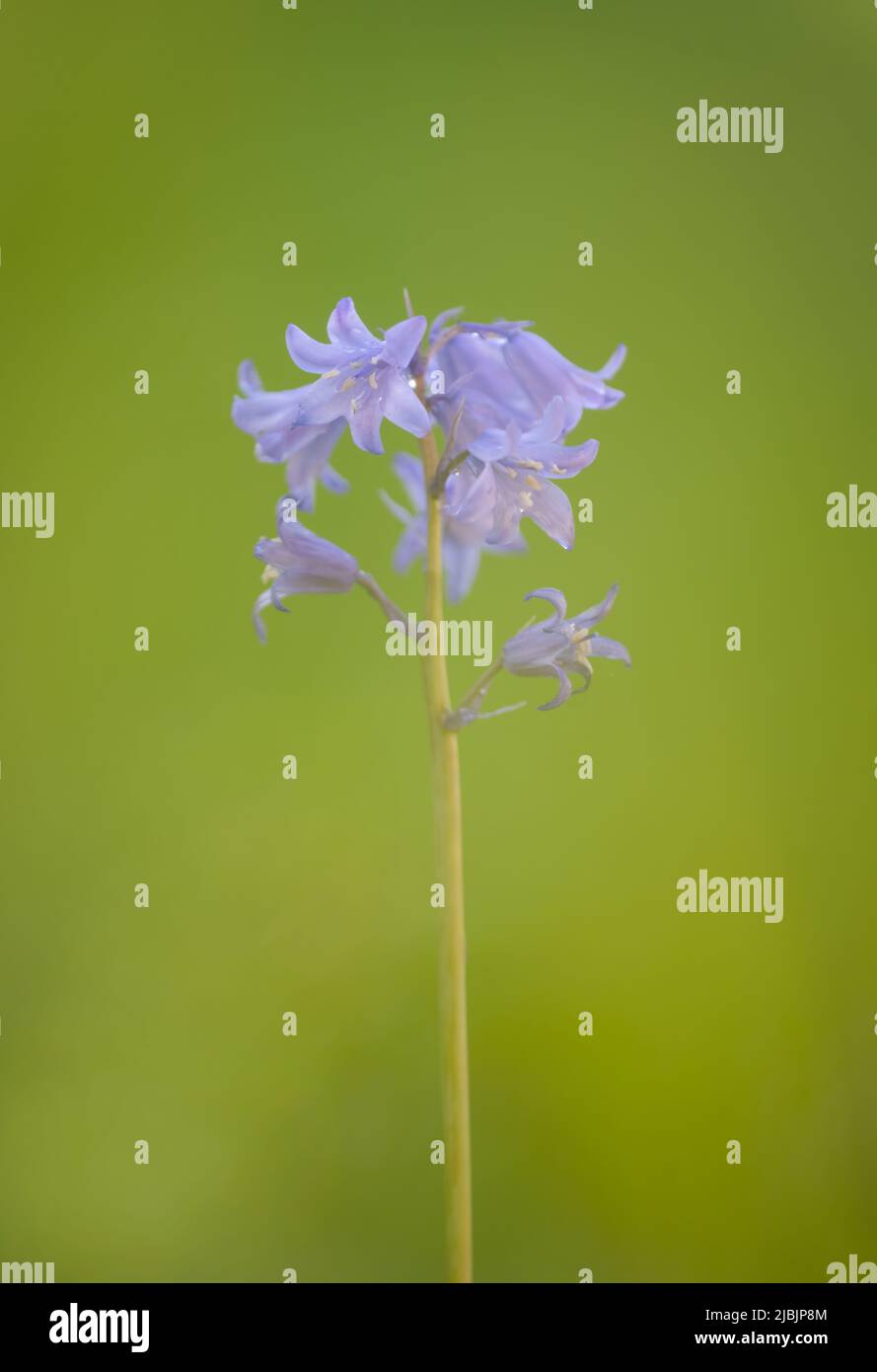 A beautiful Bluebell flower, (Hyacinthoides non-scripta), photographed against a plain green foliage background Stock Photo