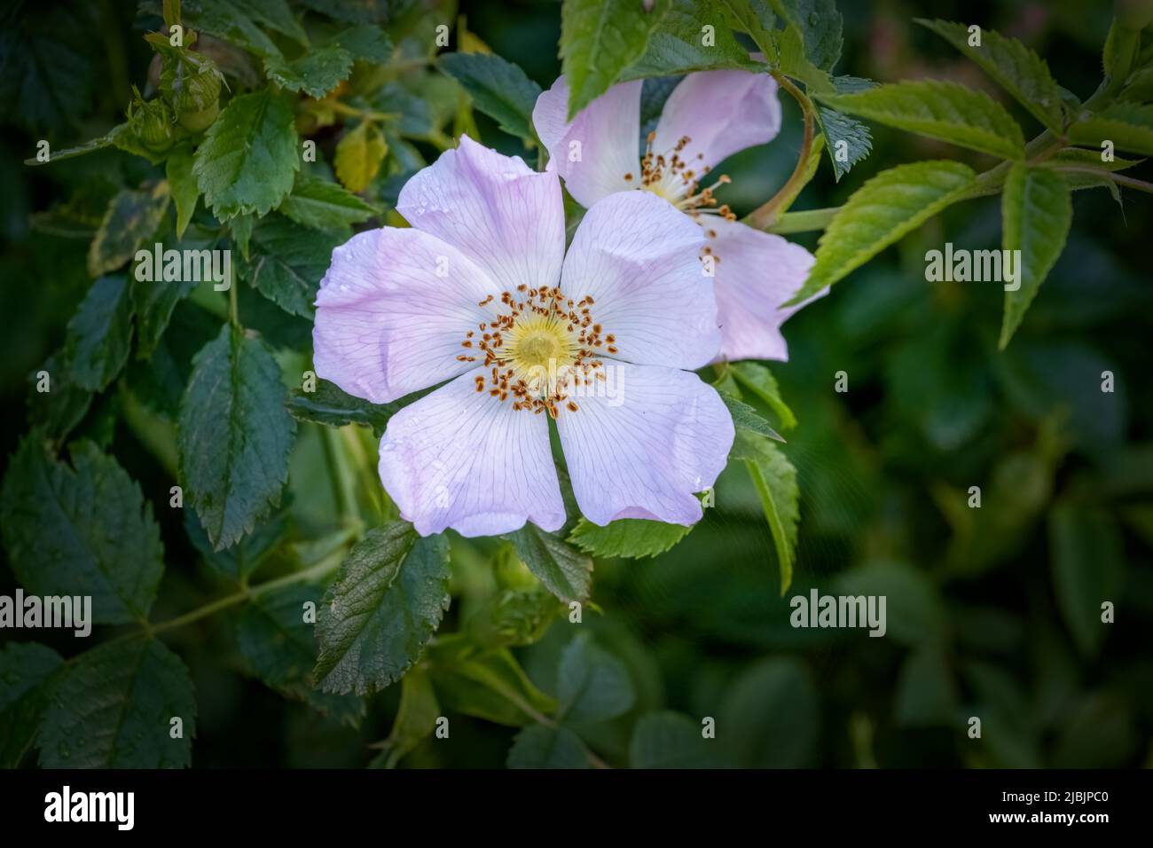 A close up of a solitary flower from a beautiful pink rambling rose