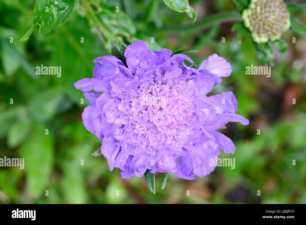 The beautiful intricate flower of a Scabious plant Stock Photo