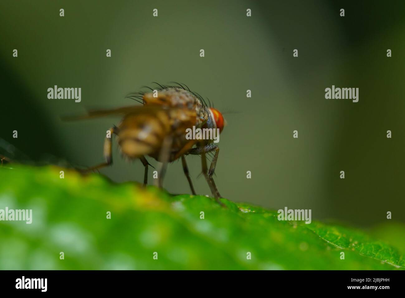 Facefly hi-res stock photography and images - Alamy