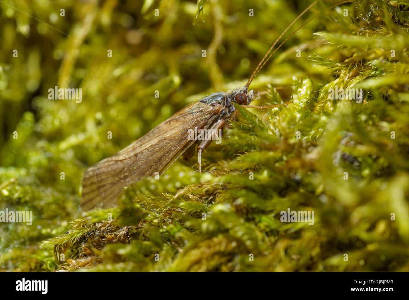 The diamondback moth (Plutella xylostella), sometimes called the cabbage moth, is a moth species of the family Plutellidae. Selective focus image. Stock Photo