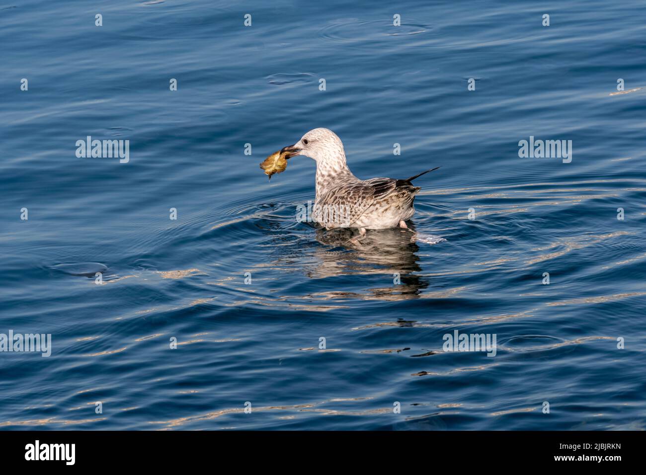 Shot of seagull swimming with bait in mouth taken with selective focus. Stock Photo