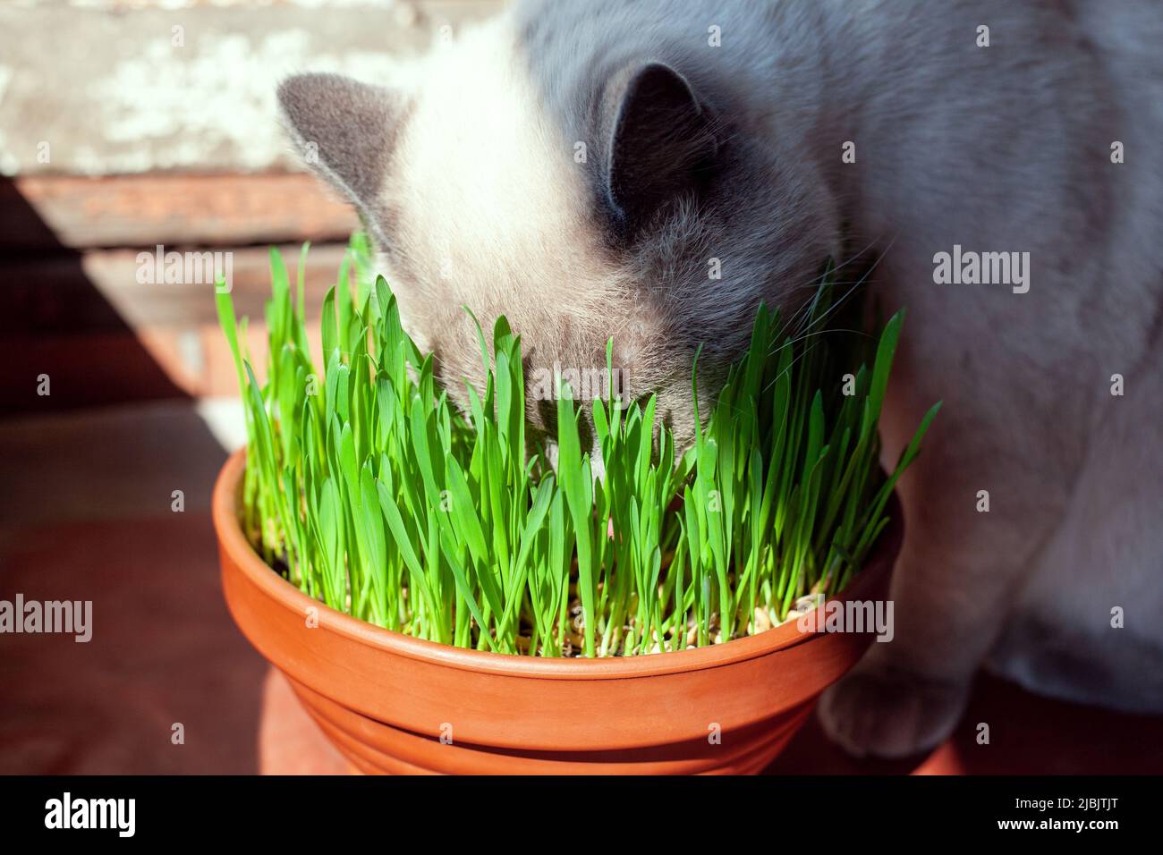 Cat is eating fresh green grass in flower pot. Cat grass, pet grass ...