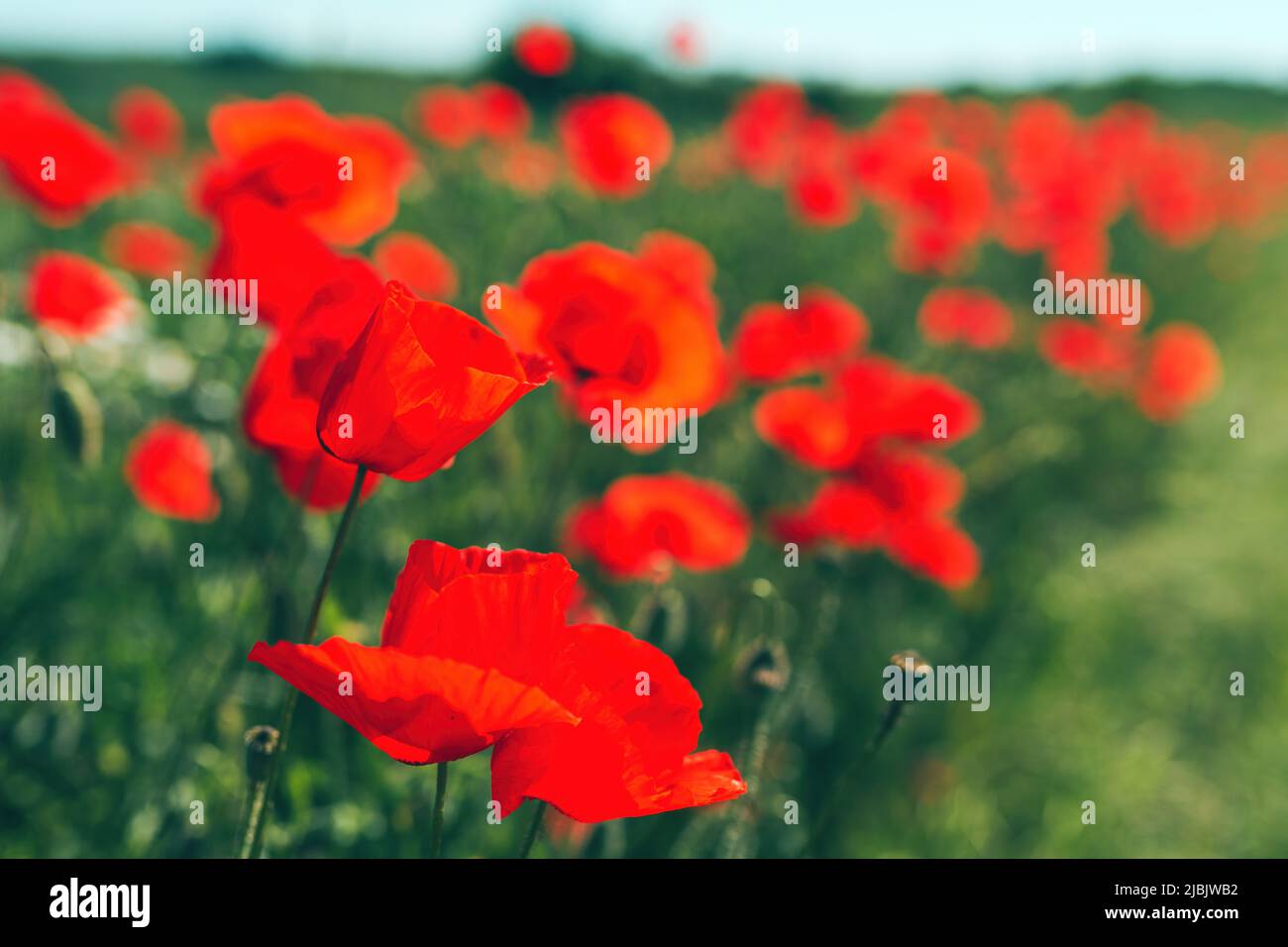 Papaver rhoeas or red poppy flower in meadow. This flowering plant is used a symbol of remembrance of the fallen soldiers. Selective focus Stock Photo