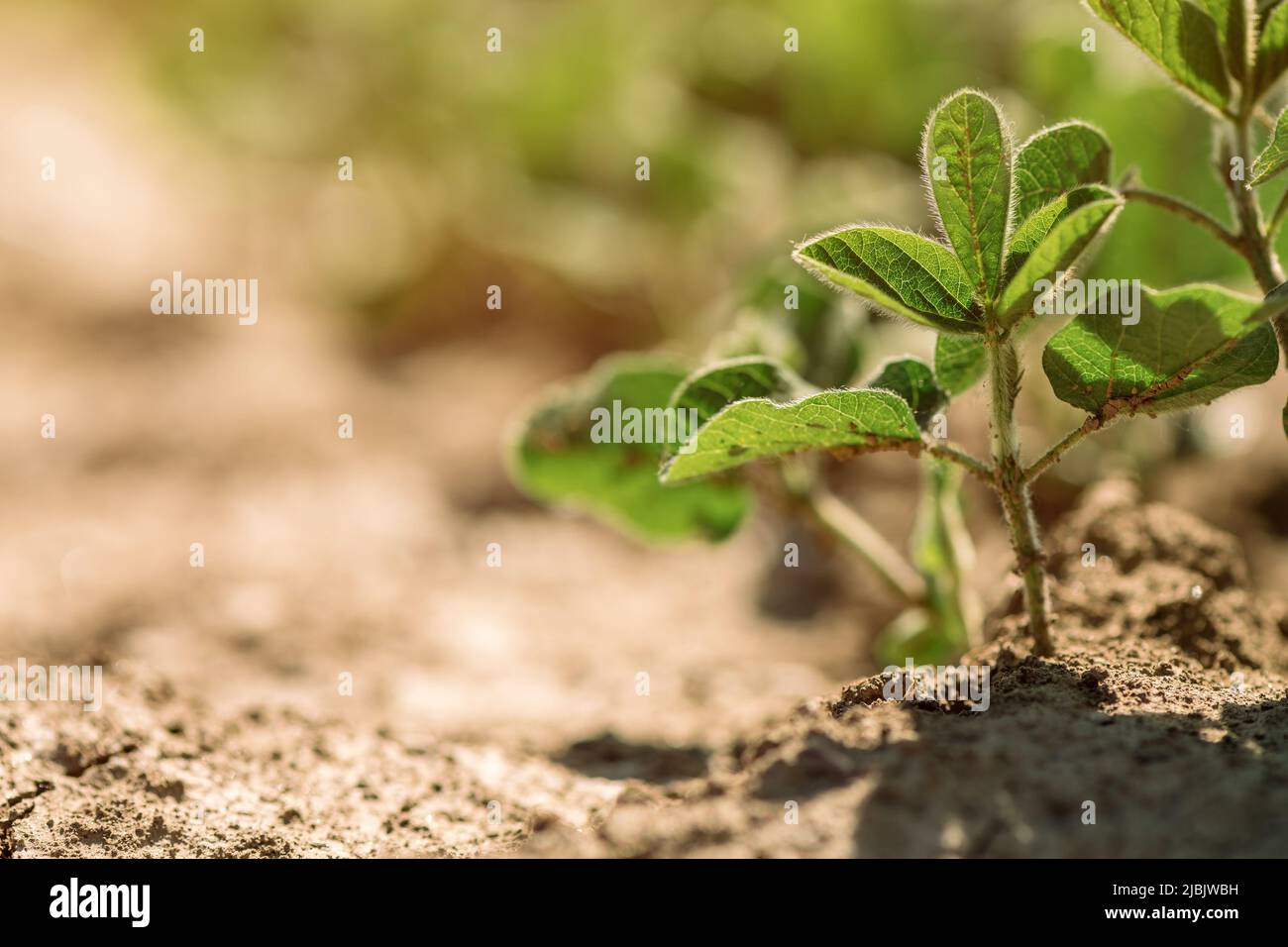 Soybean (Glycine Max) crop sprouts in field, selective focus Stock Photo