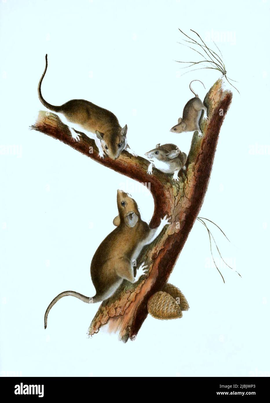 Wanderratte, Rattus norvegicus, Histoisch, digital restaurierte  Reproduktion einer Originalvorlage aus dem 19. Jahrhundert, genaues  Originaldatum nicht bekannt /brown rat, Rattus norvegicus, also known as  the common rat, street rat, sewer rat, wharf