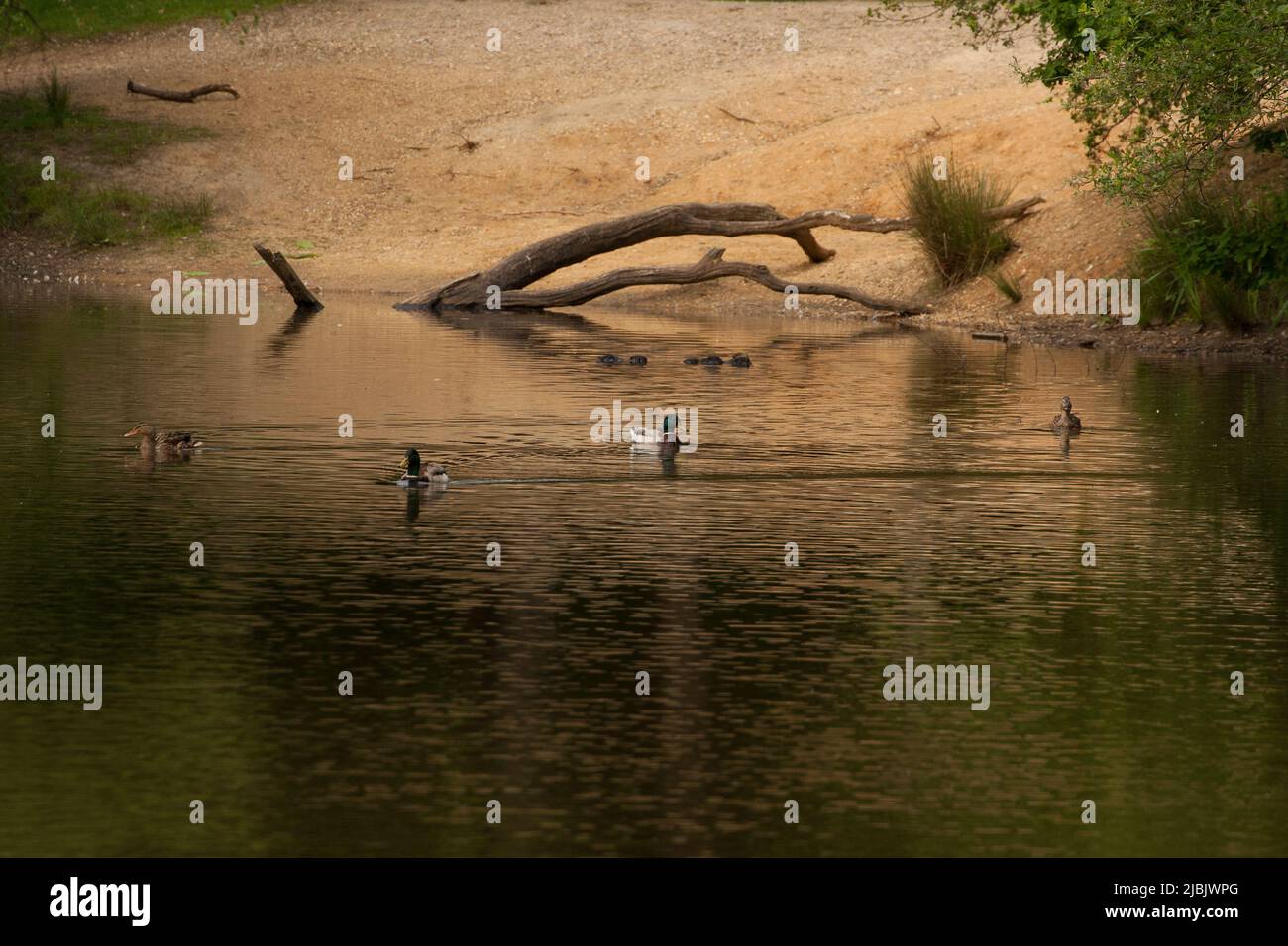 Strawberry Hill Pond Epping Forest Essex, England UK Europe Stock Photo