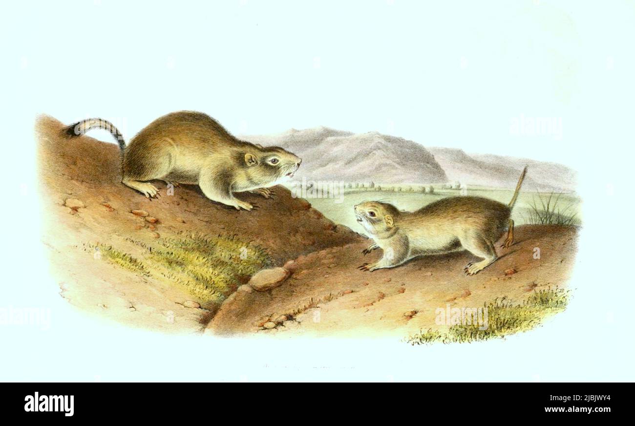 Zieselmaus Europäische Ziesel, Spermophilus citellus, Syn: Citellus citellus, auch ...