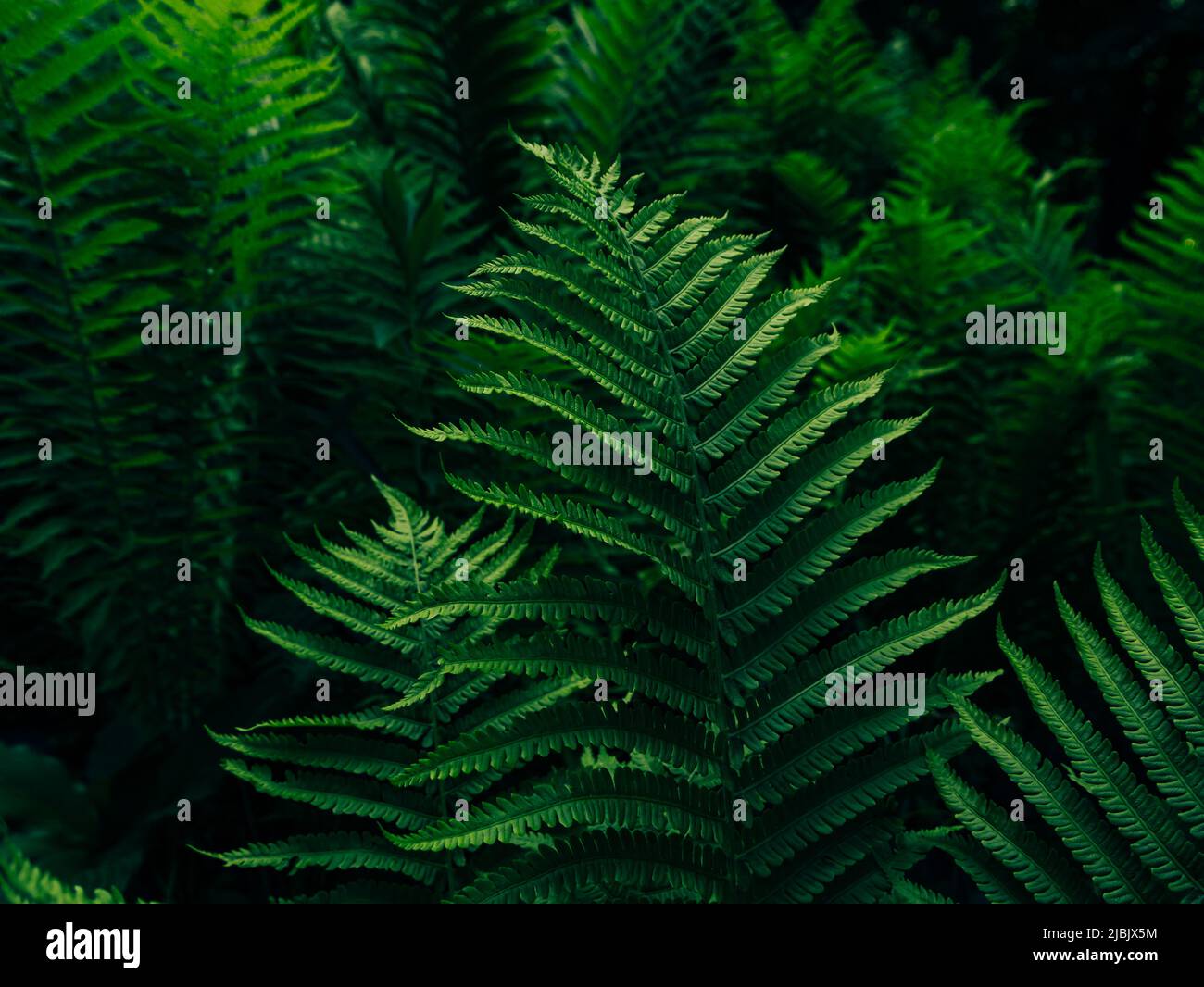 Leaves thickets in rainforest hi-res stock photography and images - Alamy