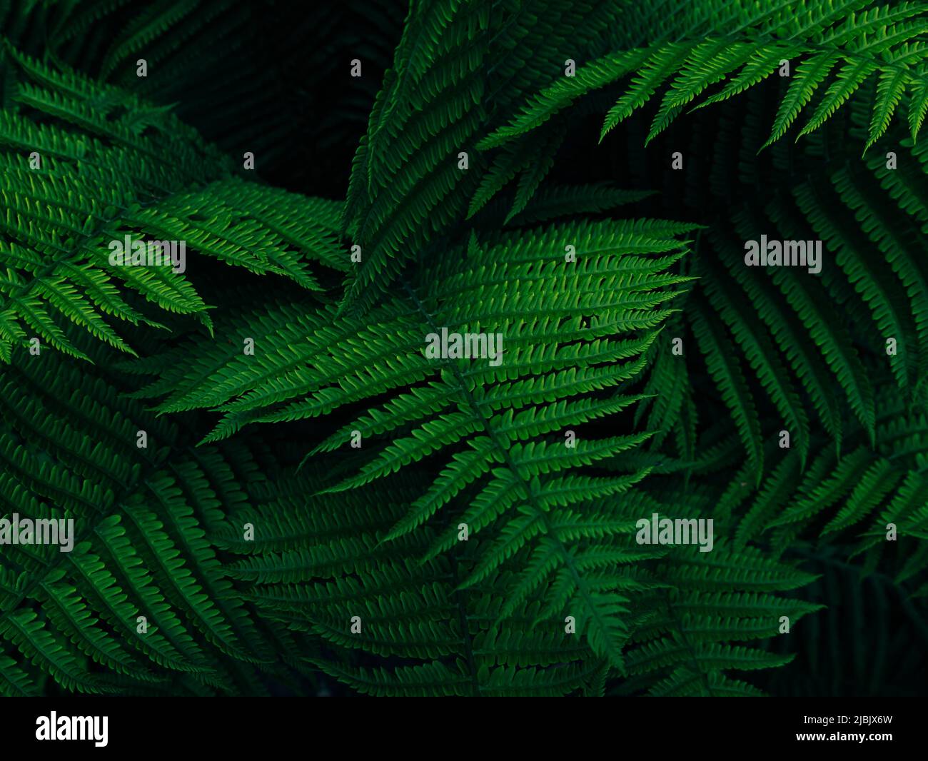 Leaves thickets in rainforest hi-res stock photography and images - Alamy
