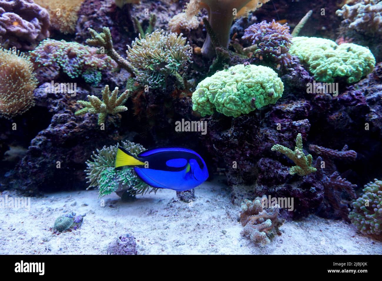 Blue Hippo Tang fish swimming in aquarum with coral reef Stock Photo