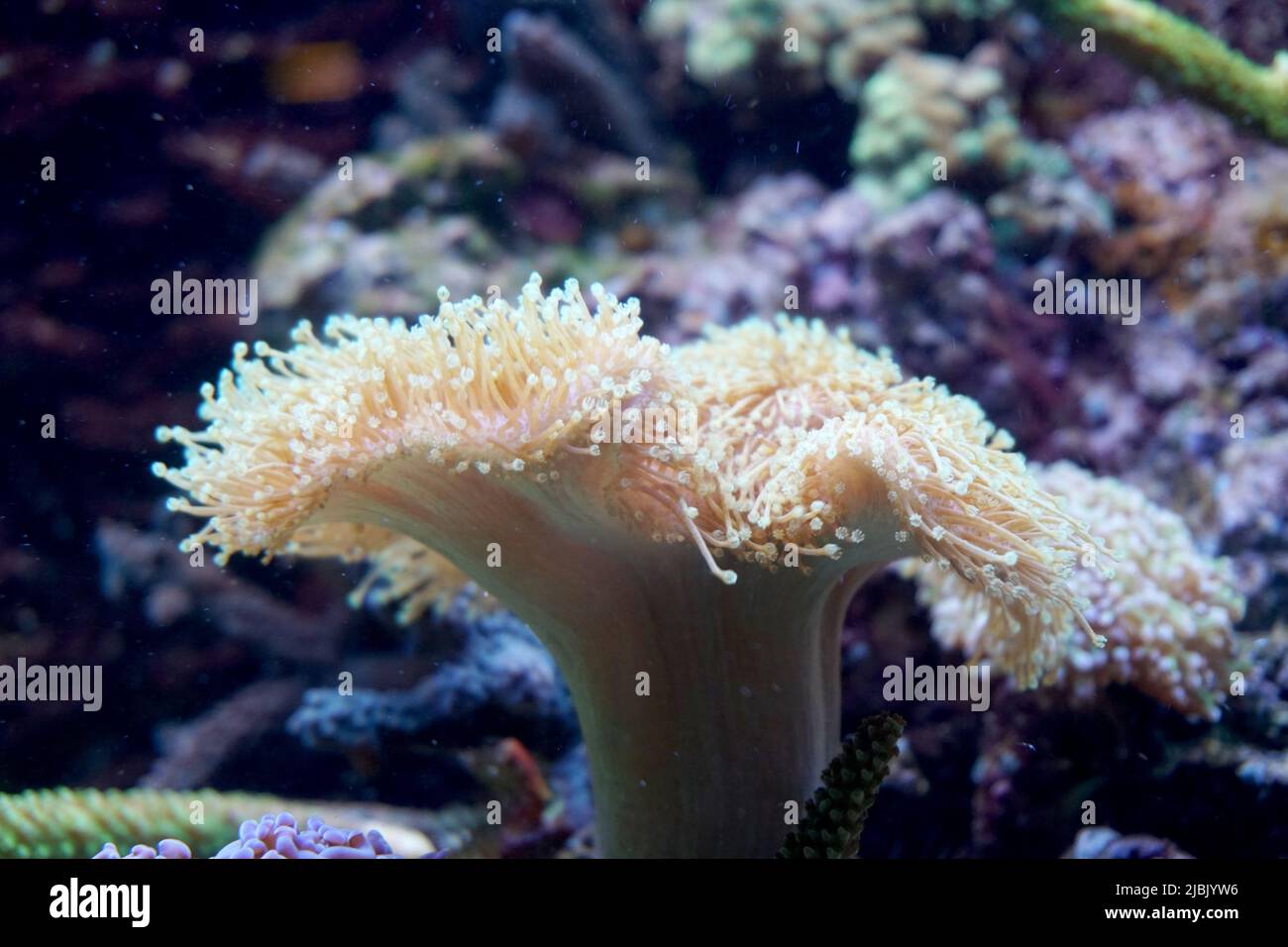 White coral in marine aquarium Stock Photo Alamy
