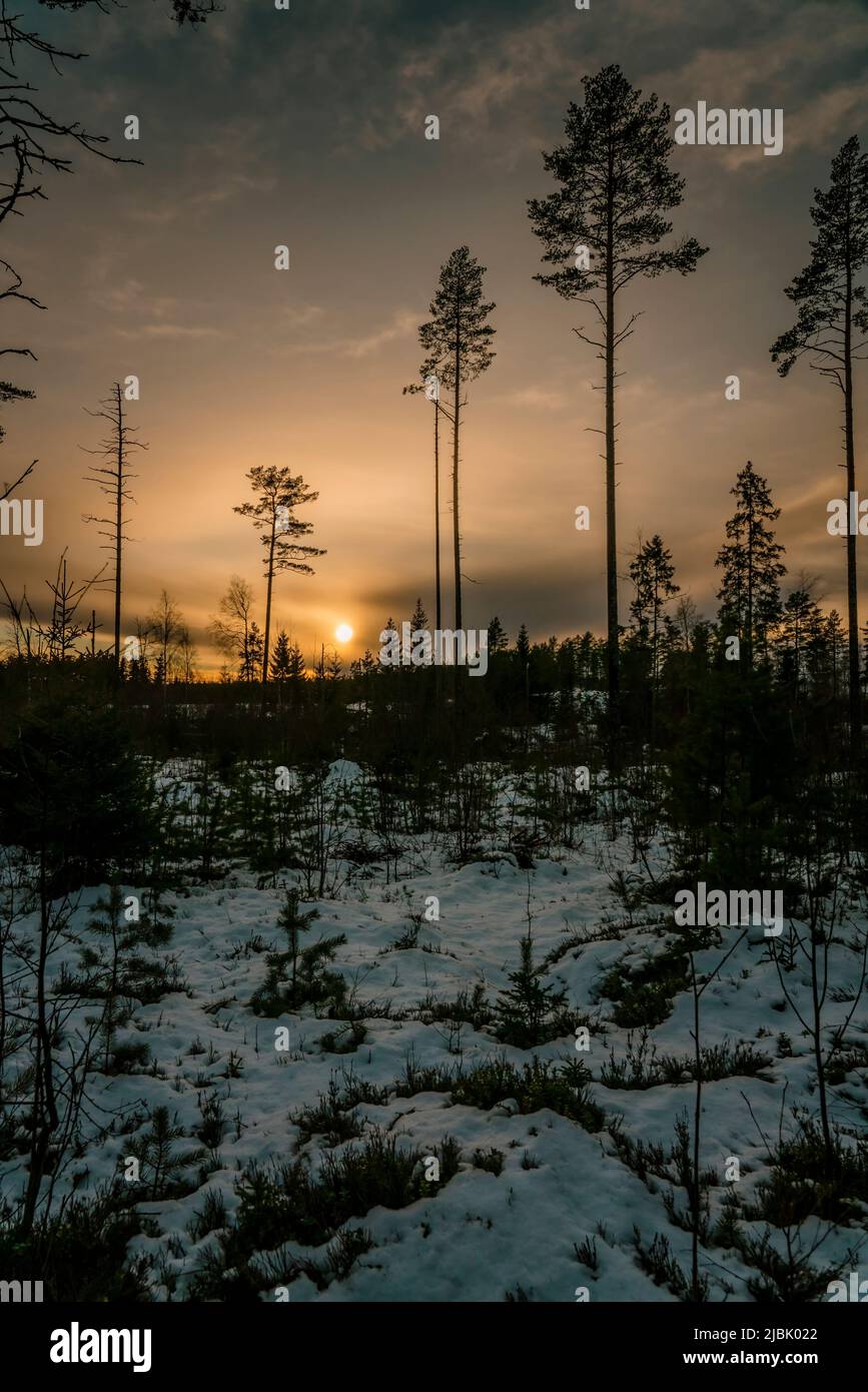 Sunset over snowy winter Swedish forest. Wild nature, cold weather Stock Photo