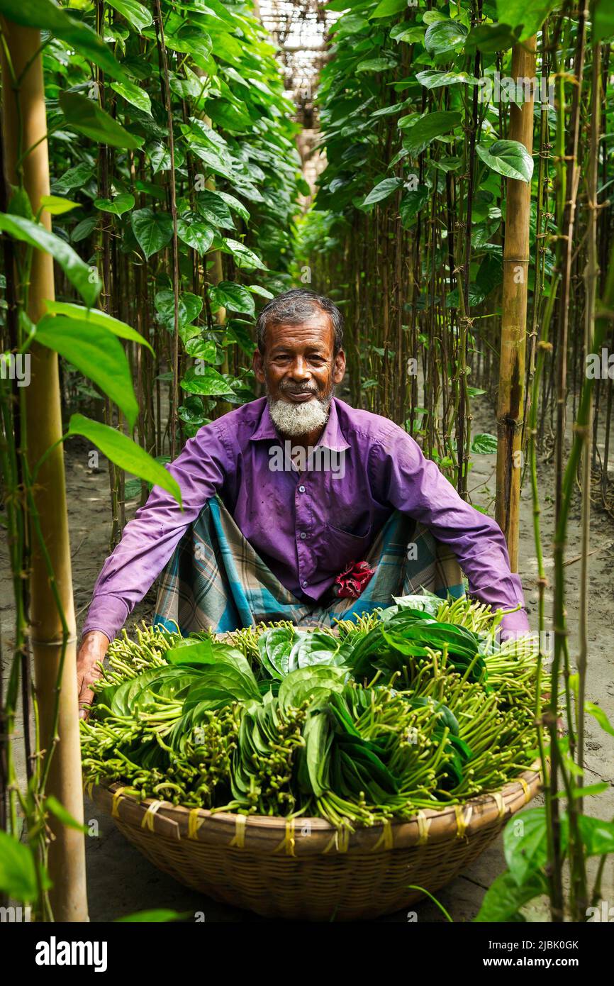 Betel Leaf Farming Stock Photo Alamy betel-leaf-farming-stock-photo-alamy