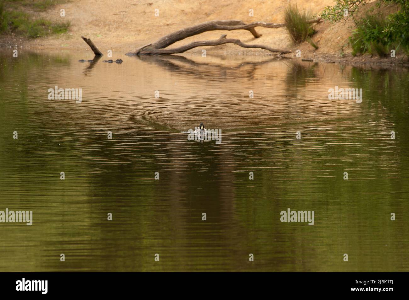 Strawberry Hill Pond Epping Forest Essex, England UK Europe Stock Photo