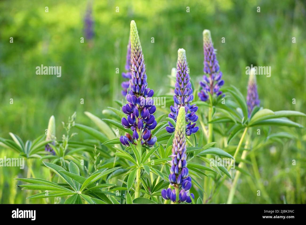 Lupine flowers blooming on a summer meadow. Purple wildflowers in green grass Stock Photo