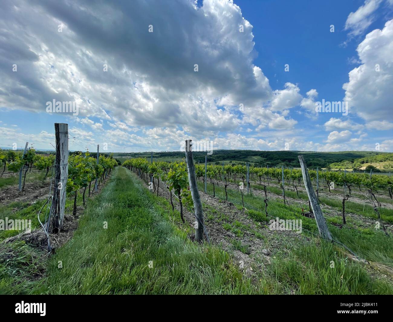 nice small wineyard in czech republic close to Znojmo Stock Photo