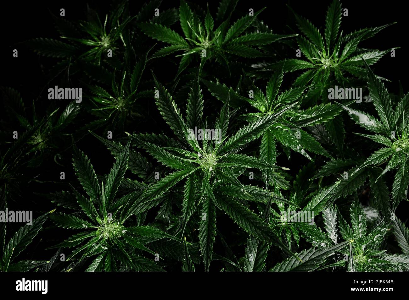 Cannabis bush on black background. Layout of fresh wet marijuana leaves