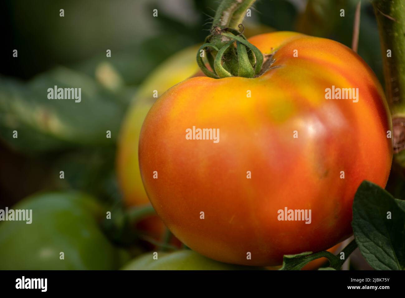 Organic greenhouse tomatoes ripen in this full frame image shot in natural light. Green agricultural background. Stock Photo