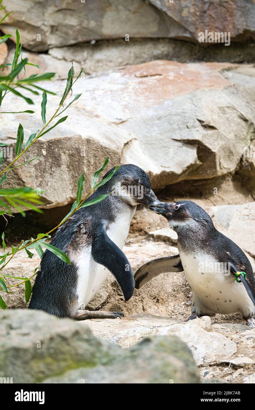 kissing penguin. black and white birds as a couple on land. animal photo close up. detailed shot Stock Photo
