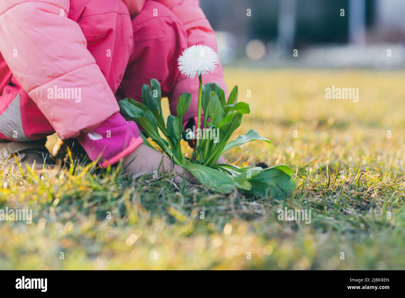 Close up photo Hands of a little girl plant flowers, plants in the ground on the street in spring Stock Photo