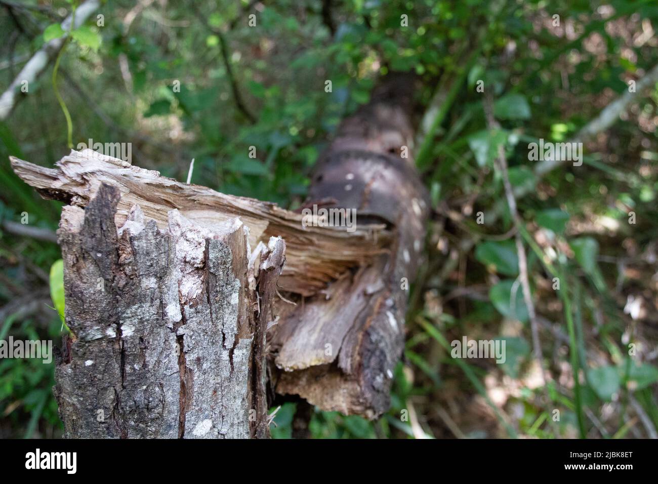 Snapped tree Stock Photo