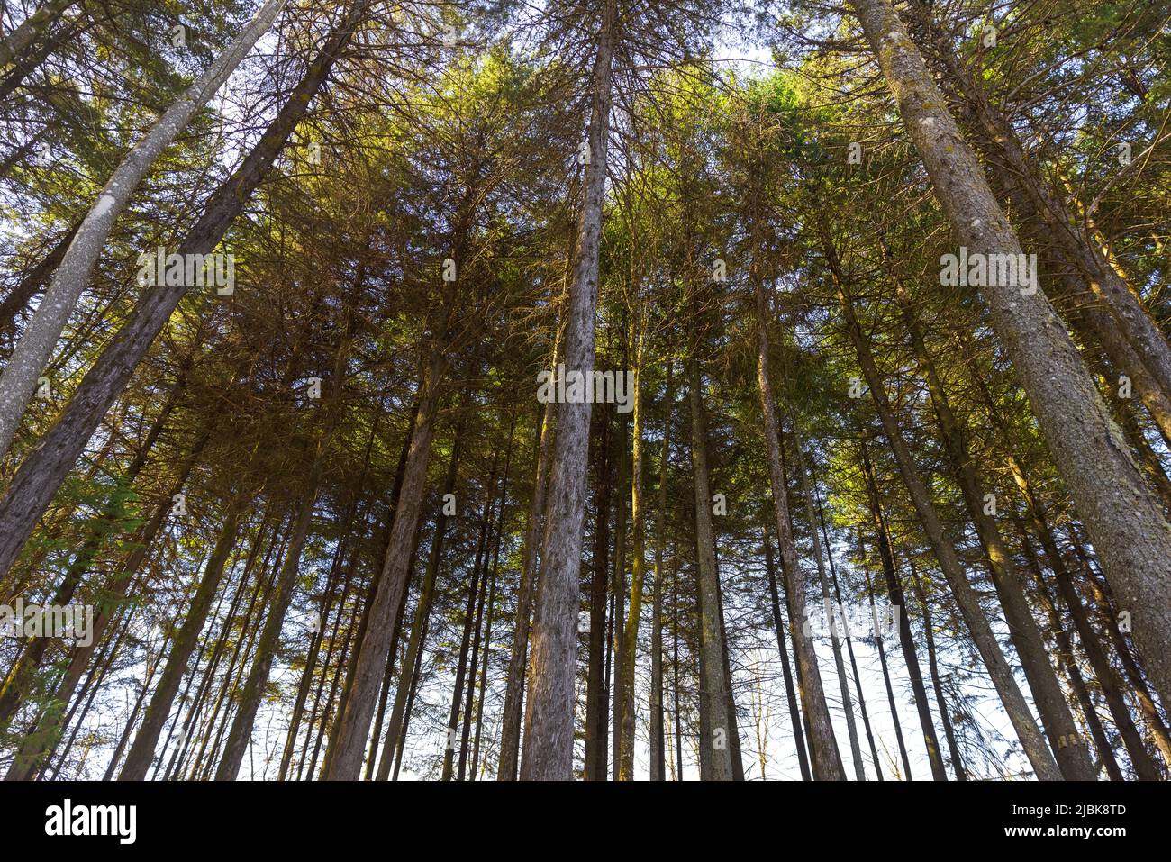 Tall pine trees seen from below with sunrise light. Stock Photo