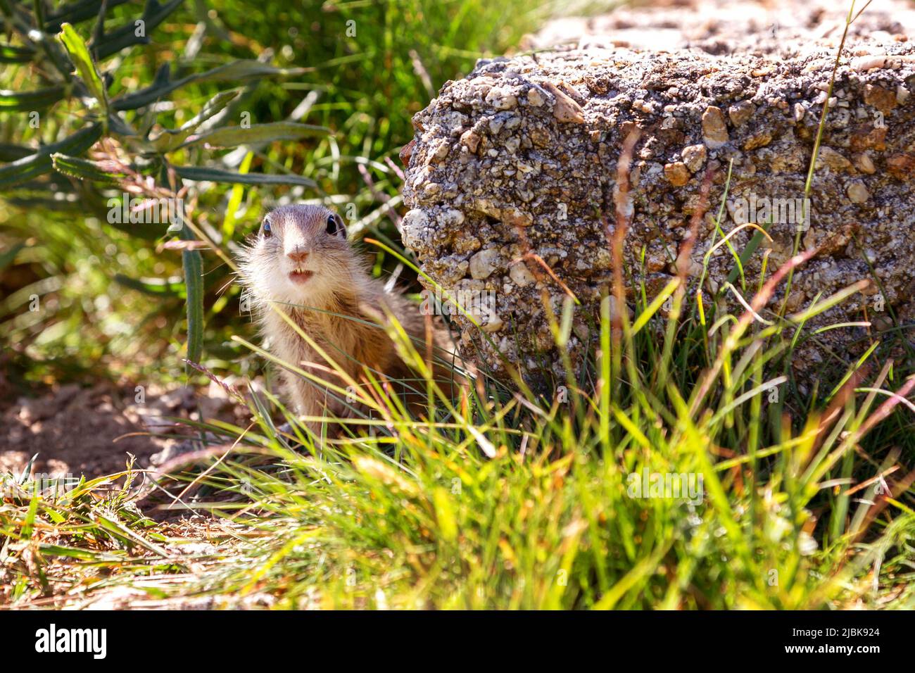 ground squirrel Spermophilus citellus looking at camera, behind the ...