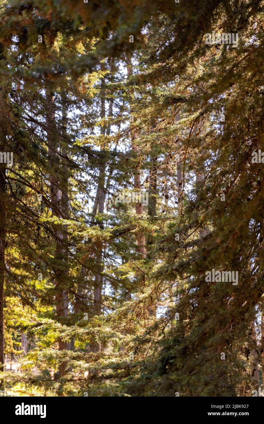 Detail of pine trees with daylight. Stock Photo