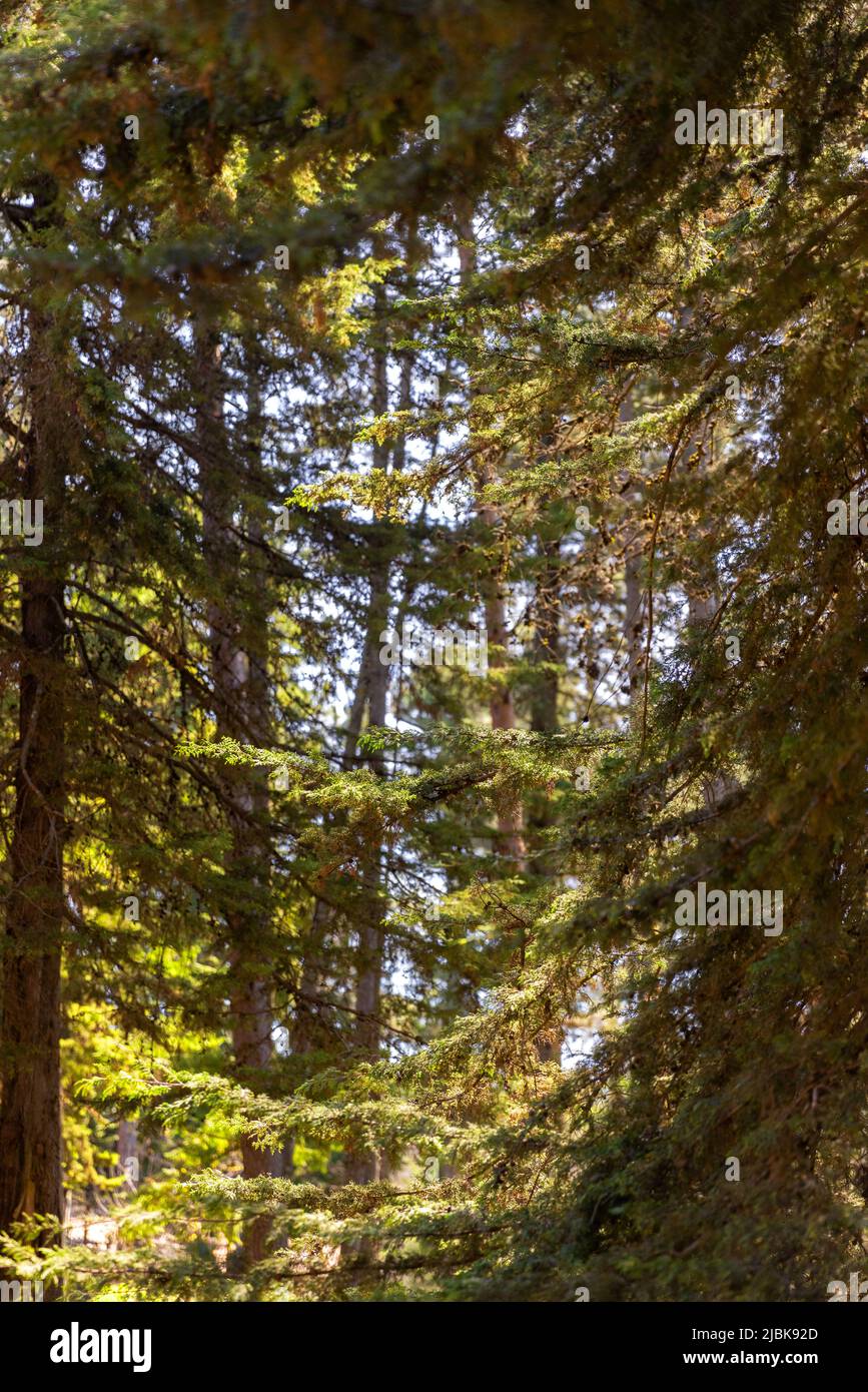 Detail of pine trees with daylight. Stock Photo
