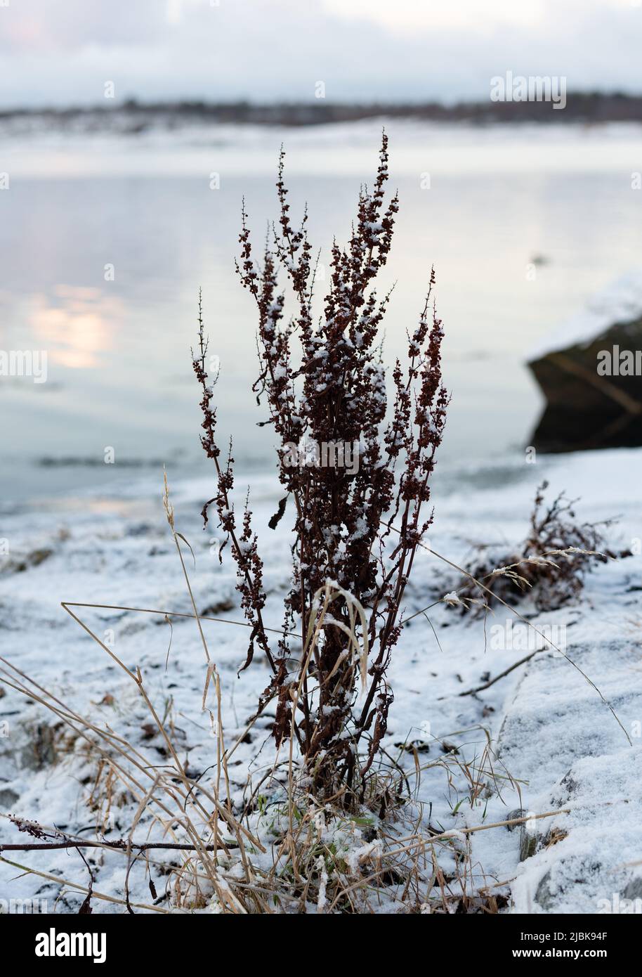 Dooryard weed hires stock photography and images Alamy