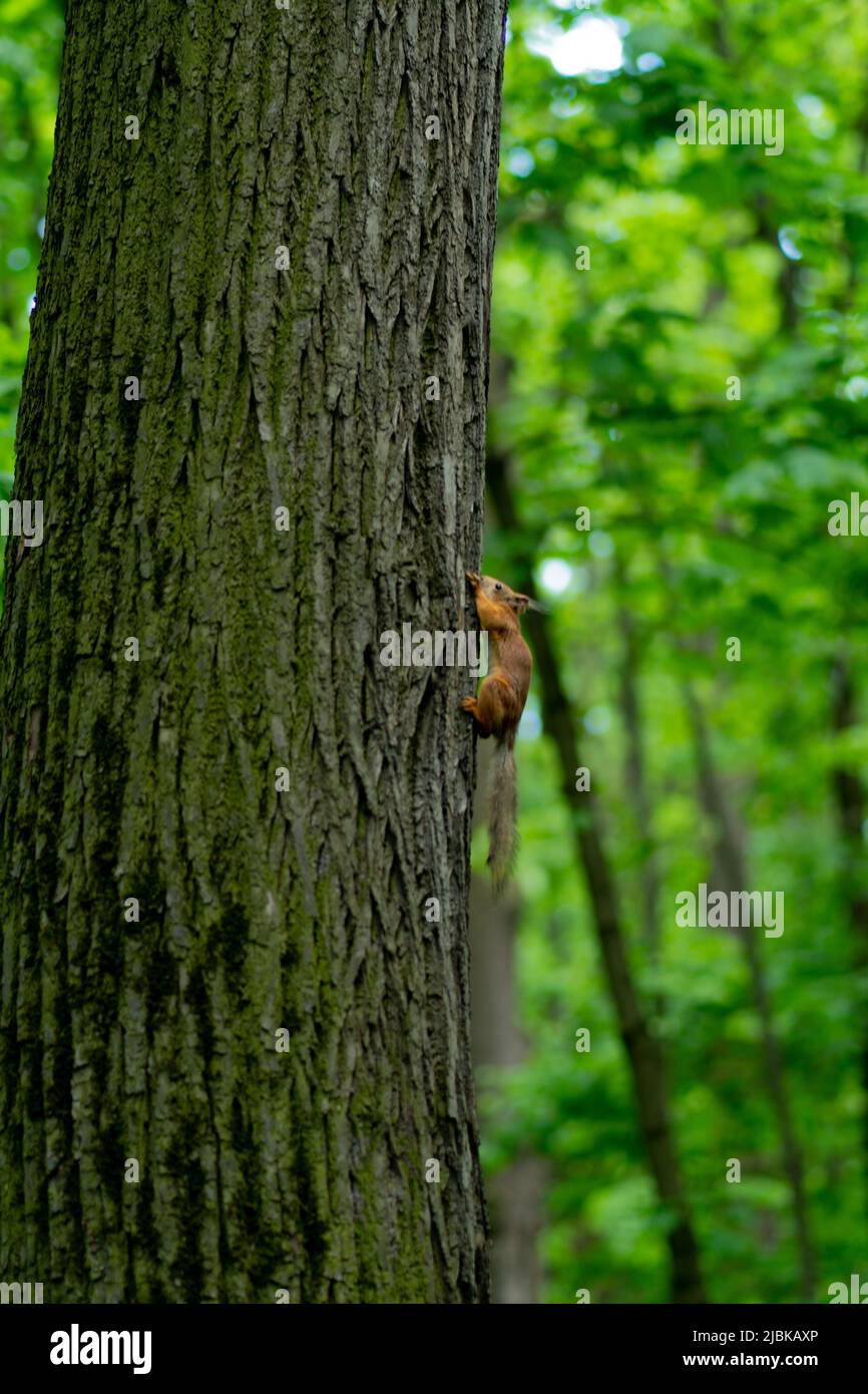 Squirrel nature bushy animal cute red tail wildlife vertebrate rodent, for sciurus vulgaris for wild and white aware, nobody cut. One alert summer Stock Photo