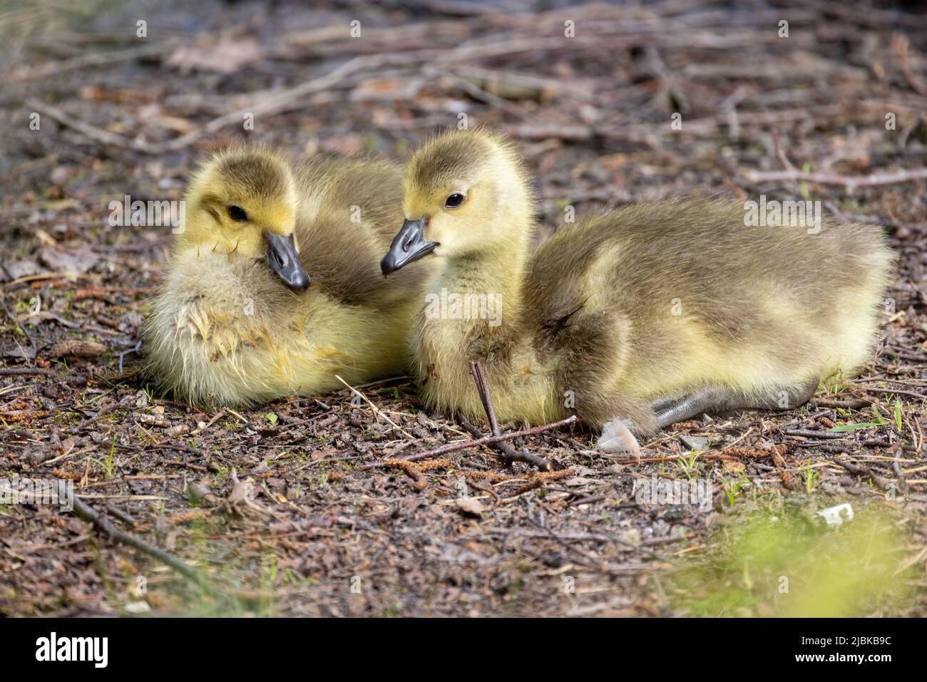 Two Baby Canada Geese, Branta canadensis, or goslings Resting on the ground. High quality photo Stock Photo