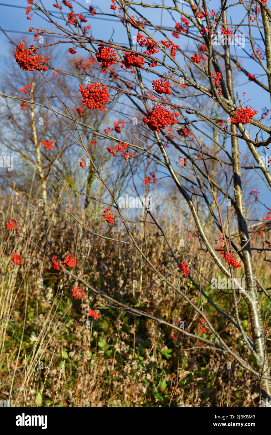 Rowan, sorbus aucuparia, with red fruit/berries, in Brønnøysund, Northern Norway. Stock Photo