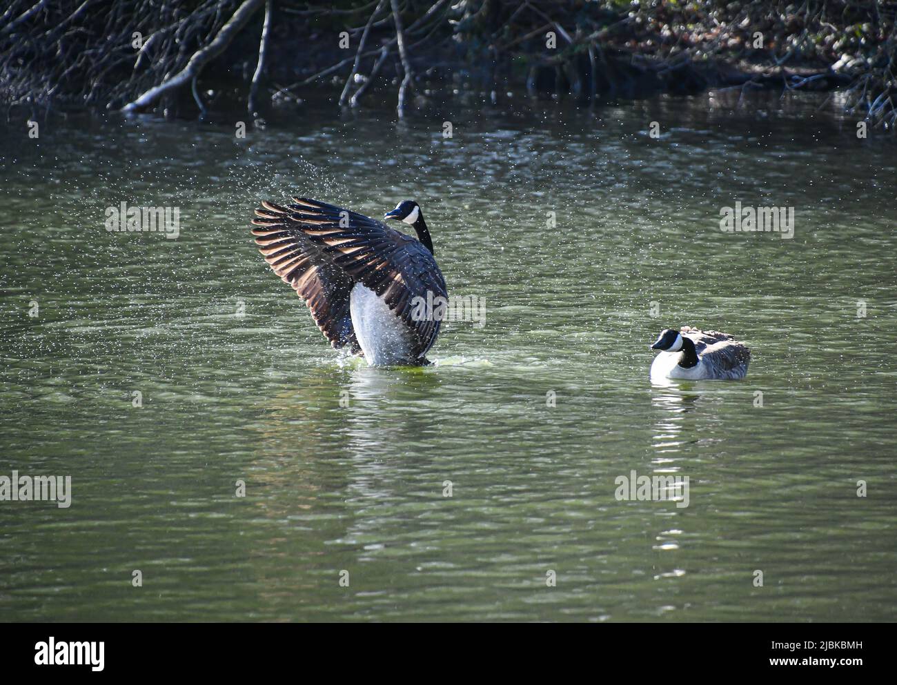 Canadian Goose, Geese, Branta canadensis, Canada Goose, flapping its