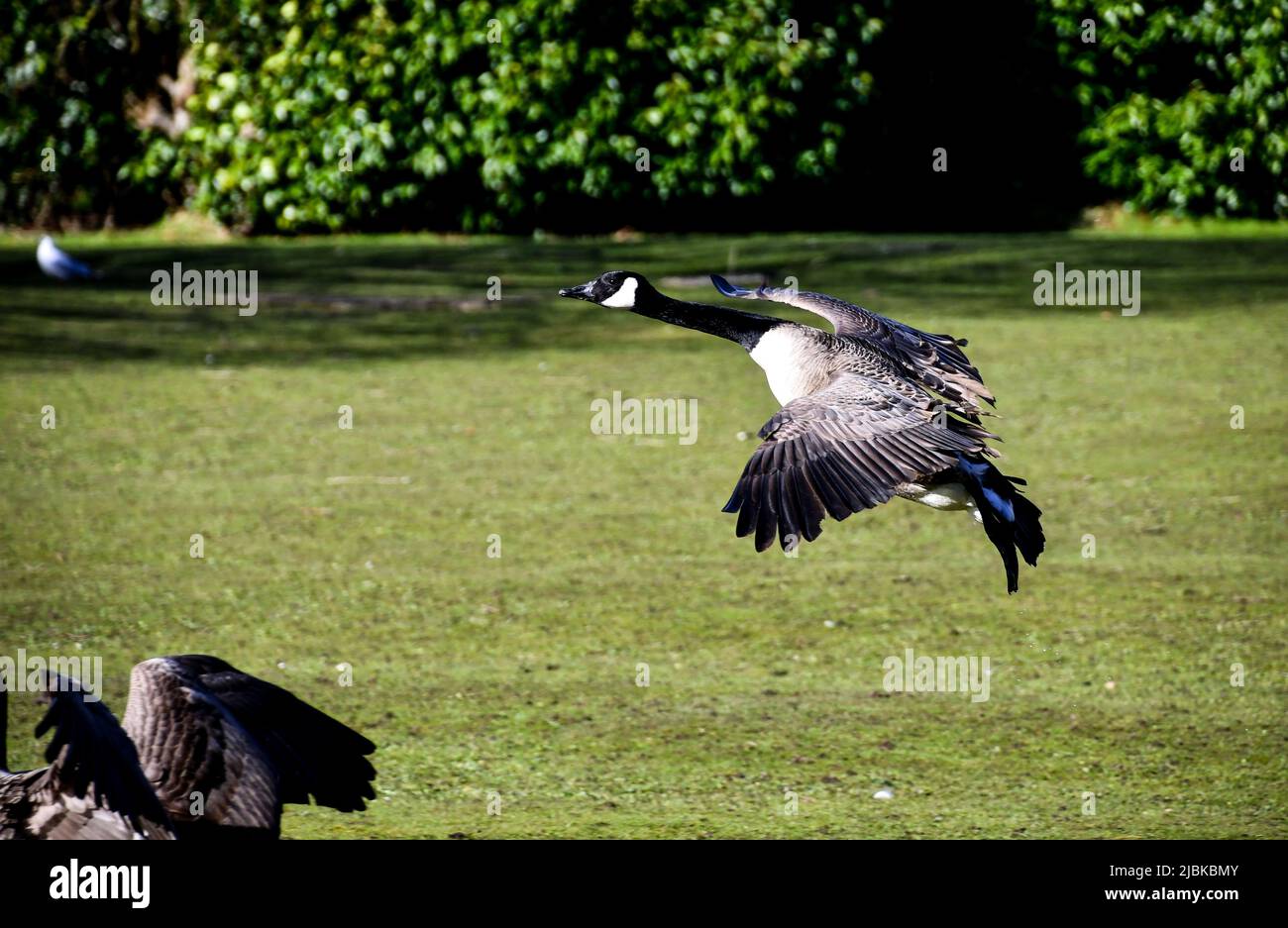 Canadian Goose, Geese, Branta canadensis, Canada Goose taking off Stock Photo