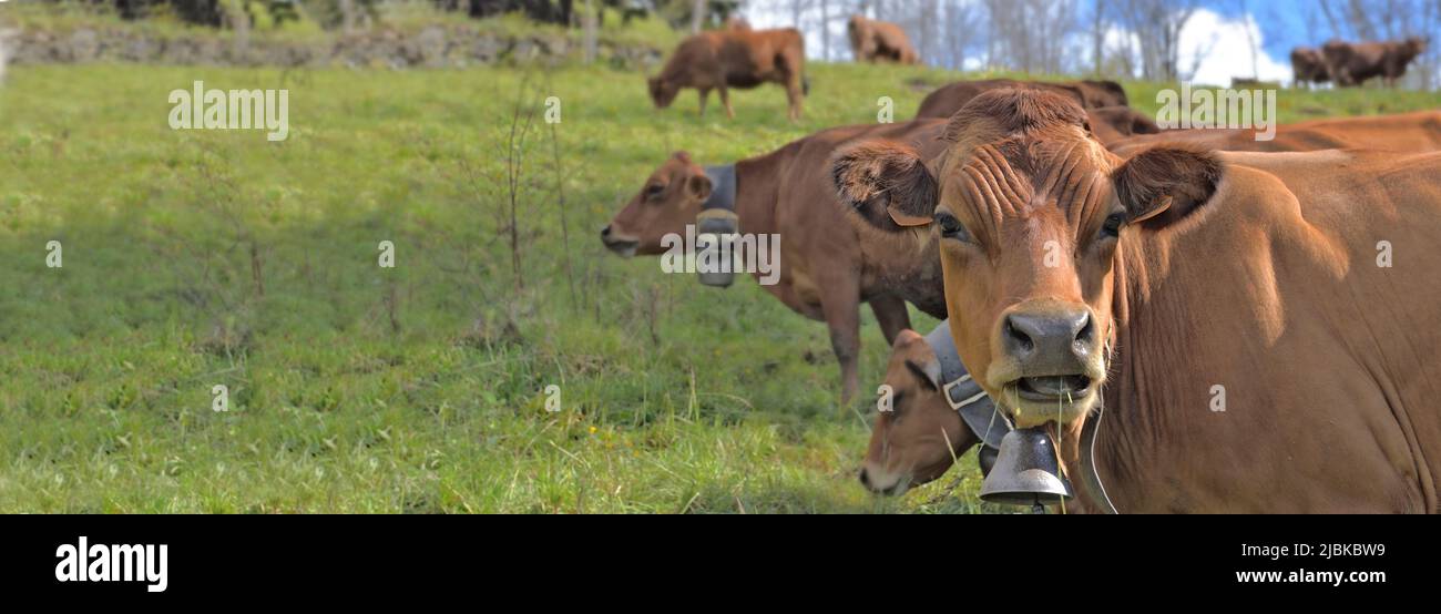 beautiful portrait of brown cow in pasture in alpine meadow Stock Photo