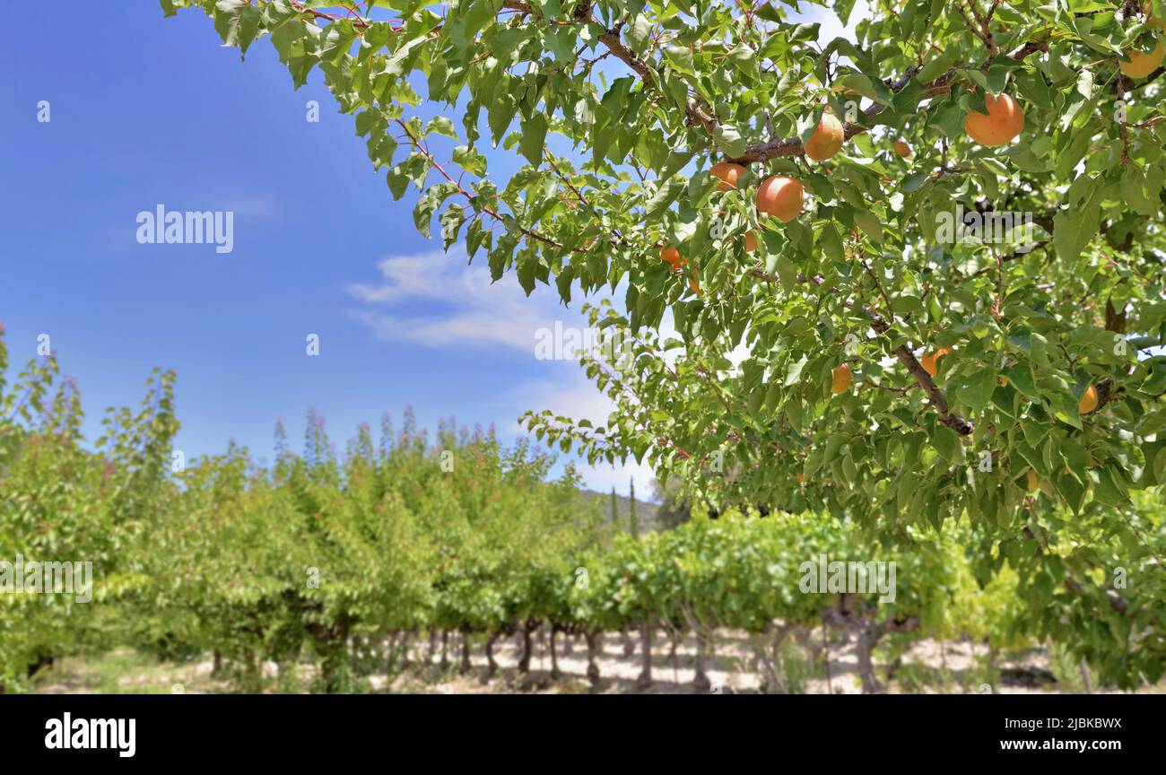 apricots growing in the tree among leaves in a orchard Stock Photo Alamy