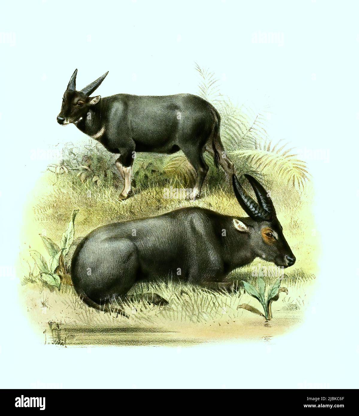 Tamarau, Bubalus mindorensis, auch Tamaraw oder Tamarao, ein