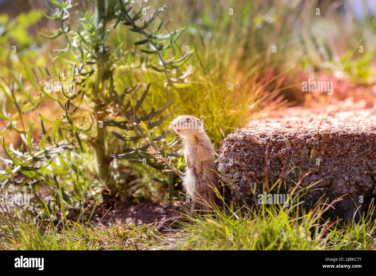 ground squirrel Spermophilus citellus looking aside, behind the stone ...