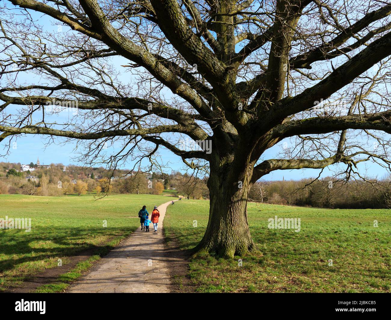 Old oak tree on Hampstead Heath, London, UK Stock Photo
