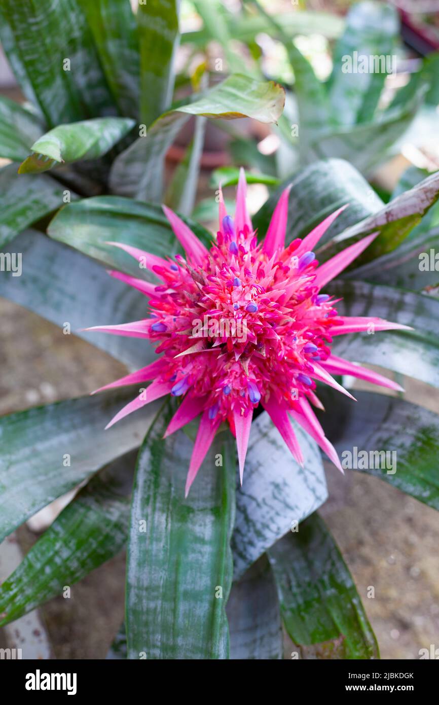 Bromeliads Blooming. Pink flower. Home plant. Bromeliad - Bromeliaceae general. Plant includes both. Closeup Stock Photo